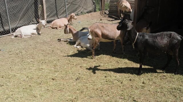 A group of domestic goats gathers together in a rustic farm enclosure during daily life at a rural Mexican rancho