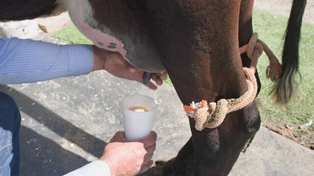 Fresh cow milk streams directly into a cup during the traditional preparation of pajarete at a rural Mexican rancho