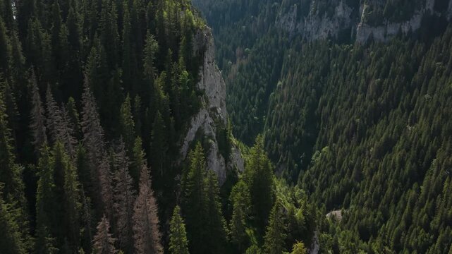 Zanoaga Gorge Forest Cliffs in Romania