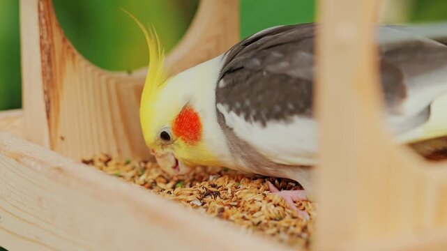Close view of hungry cockatiel feeding on grains inside a natural wooden feeder