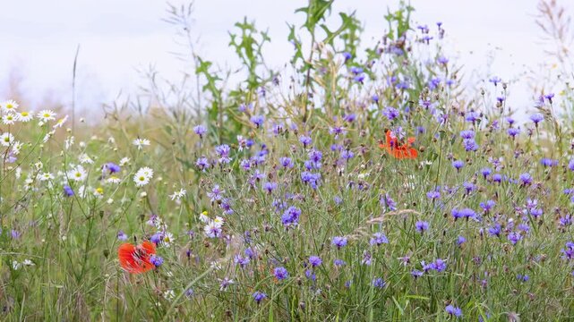 Colorful wildflowers sway gently in summer breeze, with blue cornflowers, white daisies and red poppies filling meadow. Soft motion creates peaceful rural scene rich with seasonal biodiversity