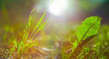closeup green plant on forest glade in light of sparkle sun, beautiful outdoor natural background © Yuriy Kulik
