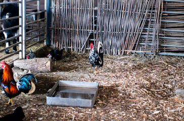 Colorful Roosters and Chickens in a Traditional Barnyard Coop with Wooden Fence © dizfoto1973