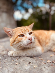 close up of a cat. portrait of a cat © fizke7