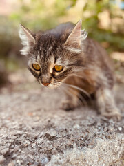 close up of a cat. portrait of a cat © fizke7