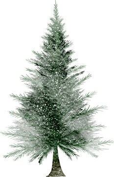 Watercolor Illustration of Pine Tree in Winter Season