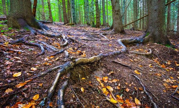 closeup huge tree root among forest glade