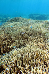 Tropical coral reef with small fish in clear blue water, Okinawa Japan © bongoman