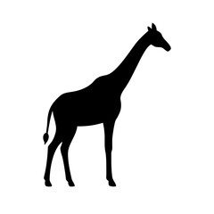 Fototapeta premium Black silhouette of a standing giraffe, tall african wildlife animal on white background