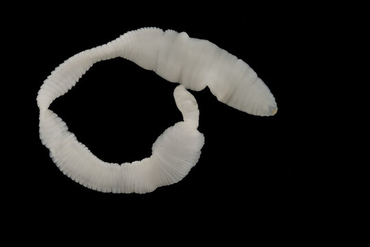 Scientific collection of freshwater trematode parasites, including Clinostomum spp., Postorchigenes sp., and Thapariella sp. These parasitic flatworms have complex life cycles involving multiple hosts
