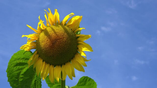 Beautiful field of sunflowers under clear blue sky. Yellow sunflower swaying in a wind, sunny summer day.