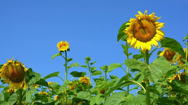 Sunflowers field under blue sky, Nature summer landscape. Field of flowering sunflowers, agricultural 4k video.