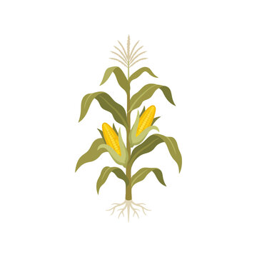 A single green corn plant with yellow cobs and roots depicted in a simple flat vector style Vector