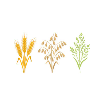 Set of wheat oats and green grass stalks icons for agriculture and farm harvest organic food Vector