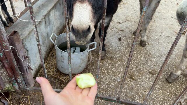 Donkeys eating, farm animals feed from hand behind metal fence. Point of view shot.