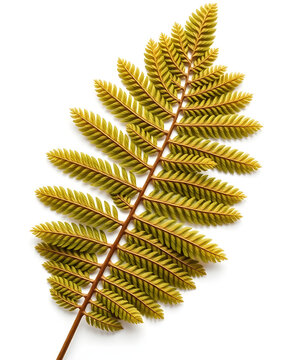 fern leaves on white background, Dried pressed fern leaves