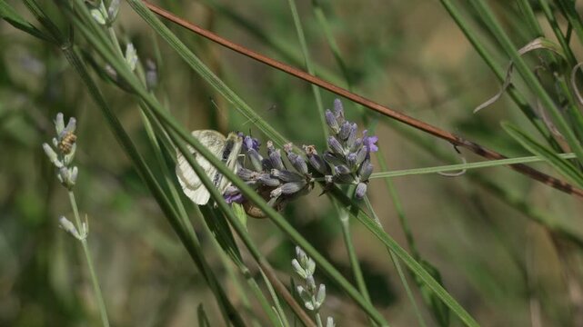 White butterfly feeding on purple lavender flowers. Macro static shot capturing delicate insect behavior in a sunlit garden setting.