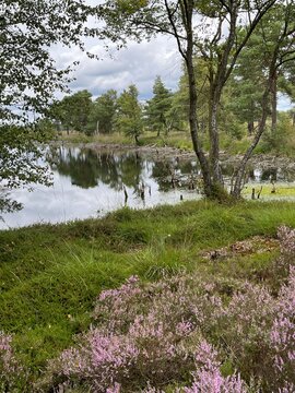 Mystische Moorlandschaft im Pietzmoor L&uuml;neburger Heide im Sommer in Schneverdingen