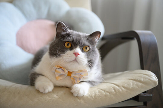 The British Shorthair cat wearing a bow tie is lying on a rocking chair