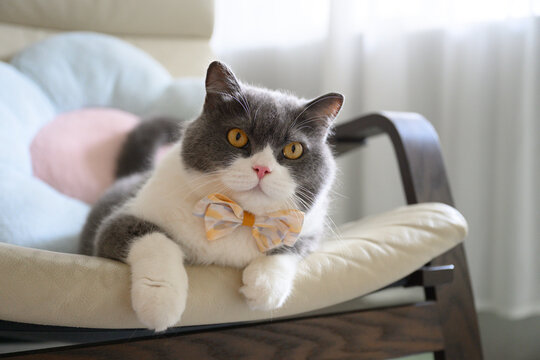 The British Shorthair cat wearing a bow tie is lying on a rocking chair
