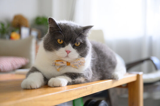 The British Shorthair cat wearing a bow tie is lying on the table