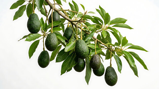 Dark green avocados hanging on a tree branch with leaves