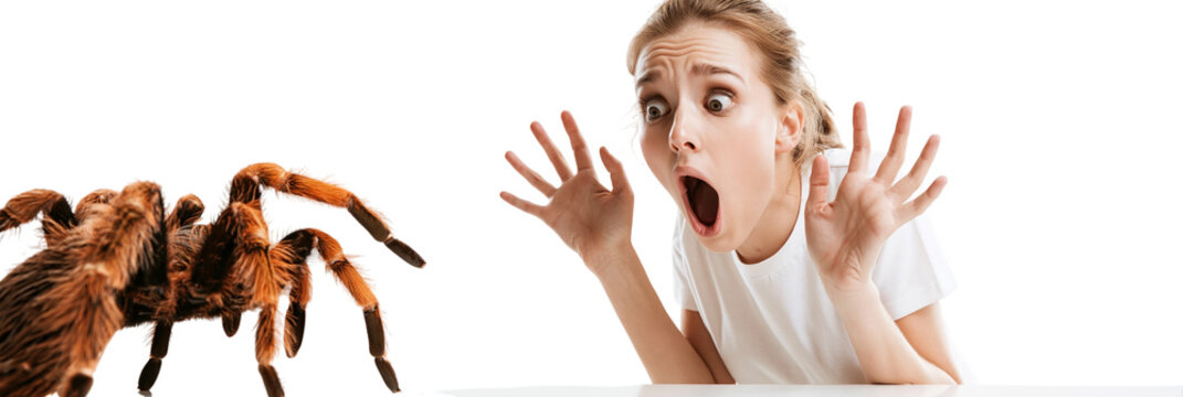 Scared woman surprised by spider with orange body isolated on transparent background png element