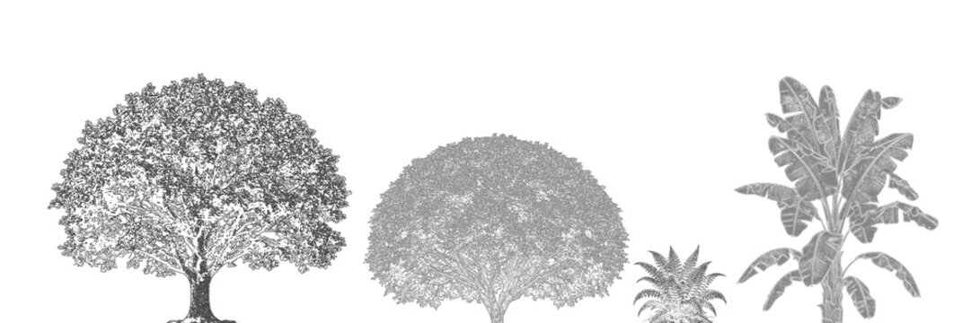 Detailed cad tree illustrations with varied foliage during daylight against a bright expanse