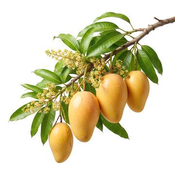 A branch of mango tree with ripe mangoes on transparent background