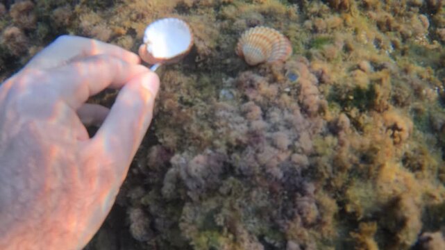 Man hand playing with euro coin money near two scallop shells finding home among rich marine algae and plant life, creating a natural underwater texture