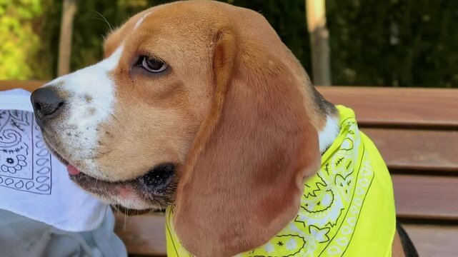 Close up portrait of a beagle dog wearing a yellow bandana outdoors, stylish pet accessory, canine personality and cute animal companion.