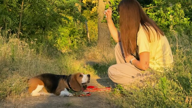 Female dog owner trains a beagle outdoors during an evening walk, pet obedience, canine communication and active companion lifestyle.