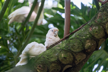 Two white cockatoos perch on a moss-covered tree branch amid lush tropical foliage, with one bird facing the camera in a softly blurred green forest setting. © Samuel Ivan Pangdefa