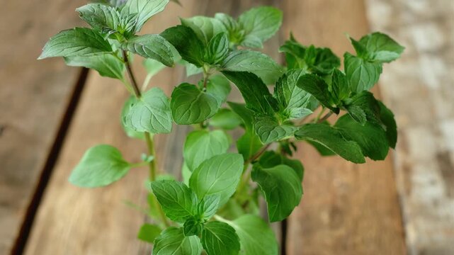 Fresh mint on wooden background. Aromatic herb.