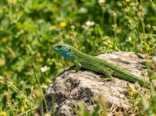 Obraz premium A vibrant green lizard with a bright blue throat resting on a sunlit rock surrounded by lush green meadow vegetation and small wildflowers.