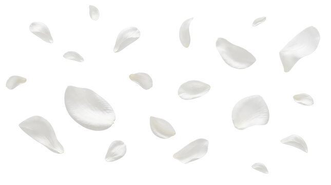 Flying white petals isolated on transparent background.