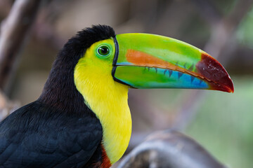 Side view profile of a colorful keel-billed toucan in natural habitat © RdB
