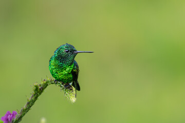 Green hummingbird perched on a mossy branch against a blurred green background © RdB