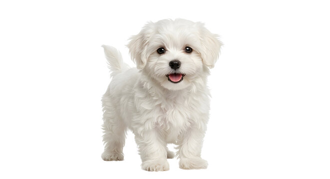 Fluffy white Maltese puppy with tail wagging
