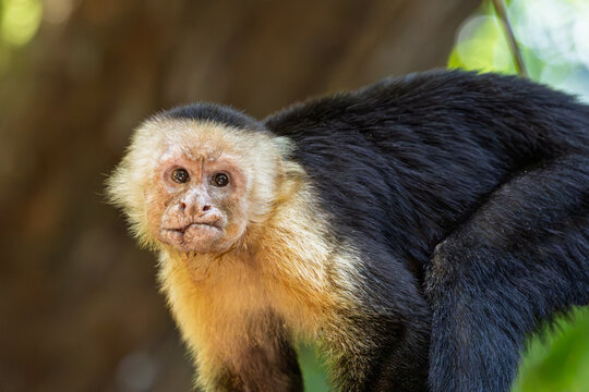 White-faced capuchin monkey looking down while climbing on a tree trunk