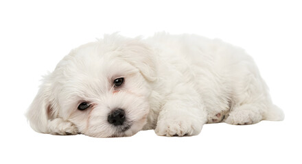 Cute white Maltese puppy lying down and looking sleepily