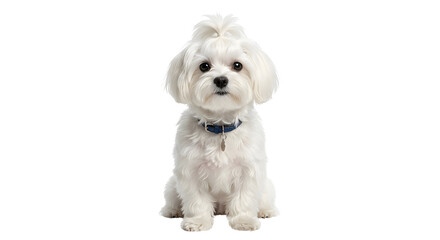 Cute white Maltese dog with topknot and blue collar sitting