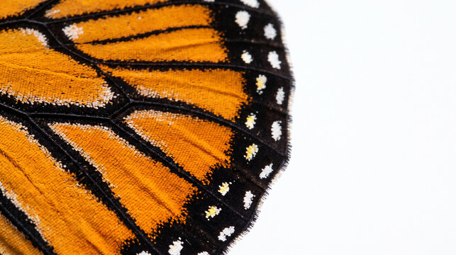 Close up macro shot of a monarch butterfly wing showing orange and black patterns on white background.