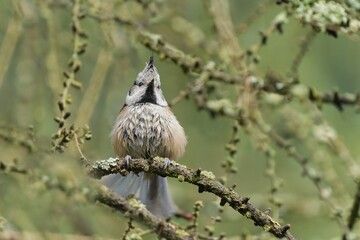 A crested tit sits on a larch twig. A cute crested tit in the nature habitat. Wildlife scene with a crested tit. Lophophanes cristatus © Monikasurzin