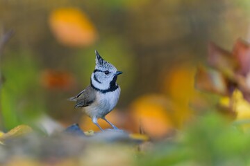 Autumn scene with a crested tit. A cute crested tit in the nature habitat. Wildlife scene with a titmouse. Lophophanes cristatus © Monikasurzin