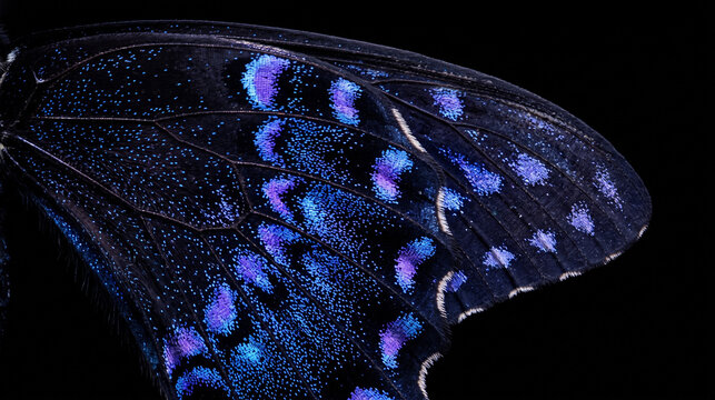 Close up of iridescent blue and purple butterfly wing patterns on black background.