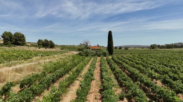 Vineyard Landscape in Tuscany. Rows of grapevines stretch across the rolling hills. Experience the beauty of nature and agriculture in this stunning setting.