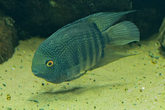 Bandid cichlid (Heros severus), this species is also commonly referred to as the striped cichlid, sedate cichlid, deacon, or convict fish, Korkeasaari Zoo, Helsinki, Finland, Europe.