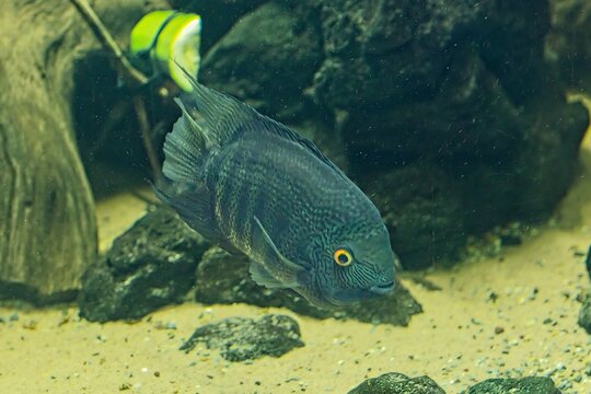 Bandid cichlid (Heros severus), this species is also commonly referred to as the striped cichlid, sedate cichlid, deacon, or convict fish, Korkeasaari Zoo, Helsinki, Finland, Europe.