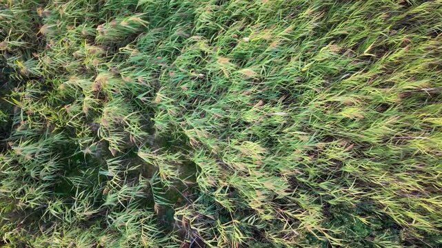 Aerial view of lush green reeds swaying in the wind at Vallda Sando Naturreservat in Vallda, Hallands lan, Sweden.